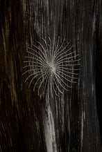 Load image into Gallery viewer, 41
